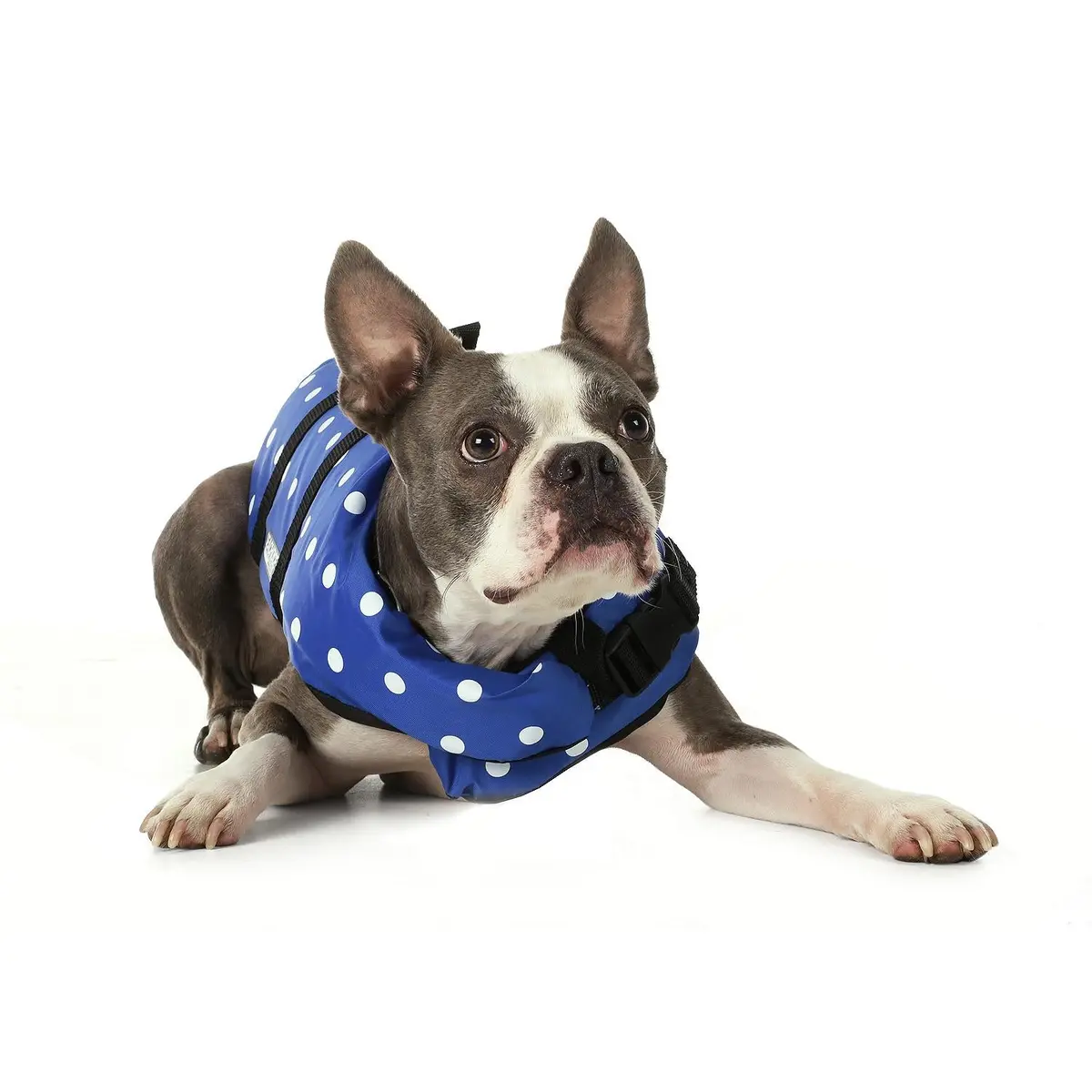 Seachoice Dv-Xxs-86260 Dog Life Vest Blue Polka Dot, Xxs 1